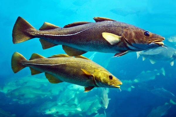 photo of two fish swimming